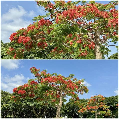 開滿花的樹|台北 / 鳳凰木花開，滿樹焰紅如火，推薦6個搭捷運公。